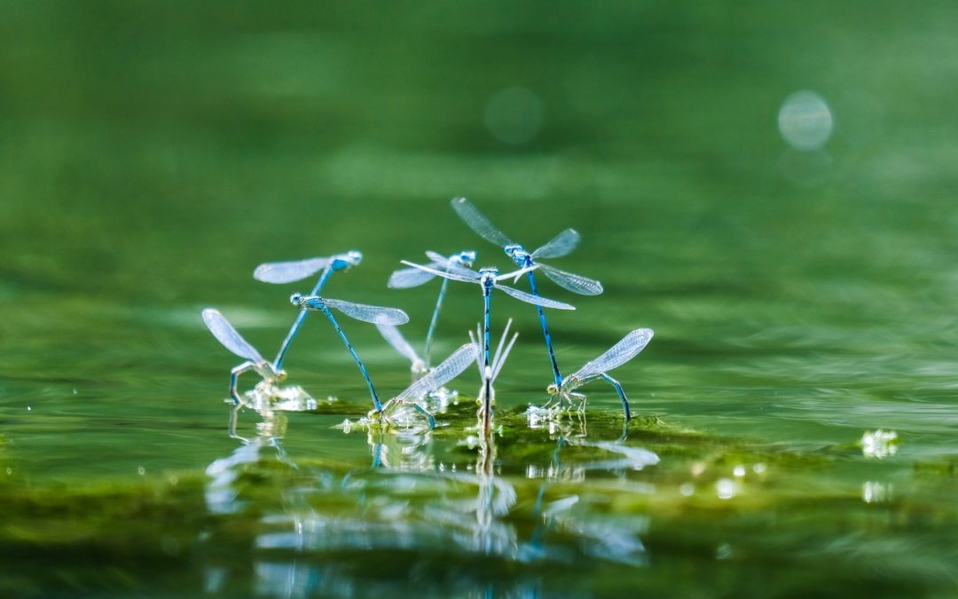 The Law of Reproduction: (#13) – The 21 Irrefutable Laws of Leadership by John C. Maxwell