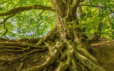 The Law of Explosive Growth (#20) – The 21 Irrefutable Laws of Leadership by John C. Maxwell