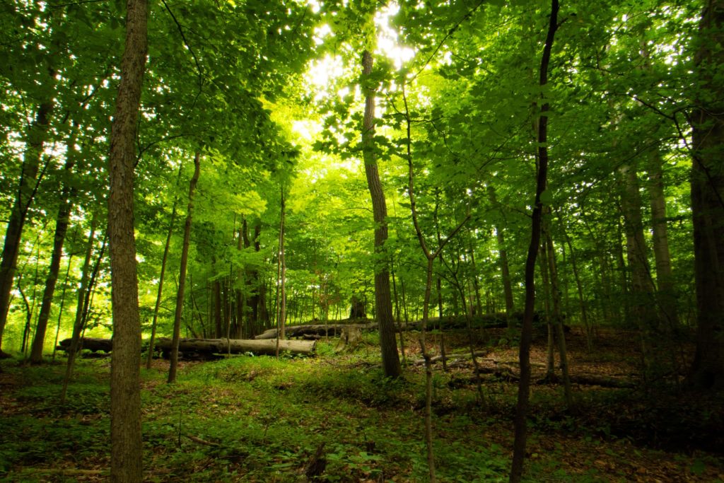 Il Bosco Sacro a Palmyra, New York